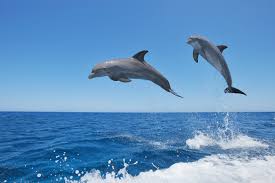 Dolphins Flying In The Air